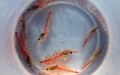 The krill samples collected by China's 36th Antarctic expedition team aboard China's polar icebreaker Xuelong 2 in the Cosmonauts Sea. Photo by Xinhua/Liu Shiping.