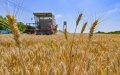 A harvester shuttles through wheat fields in Qingzhou City, east China's Shandong Province. Photo by Wang Jilin/Xinhua.