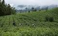 Farmers pick tea leaves in Pu'an County, southwest China's Guizhou Province. Photo by Xinhua/Yang Wenbin.
