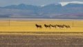 Tibetan wild donkeys are seen in Nagqu of southwest China's Tibet Autonomous Region. Photo by Xinhua/Kelsang Namgyai.