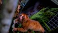 A released Bangka slow loris at a forest in Bangka, Indonesia. Photo by Resha Jauhari/Xinhua.