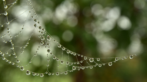Весна. Фото: pixabay