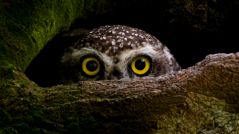 Sony World Photography Awards обрала найкращі знімки 2023 року/Фото: Protap Shekhtor Mohanto/2023 Sony World Photography Awards