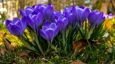 Весна. Фото: pixabay