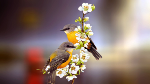 Пташки. Фото: pixabay