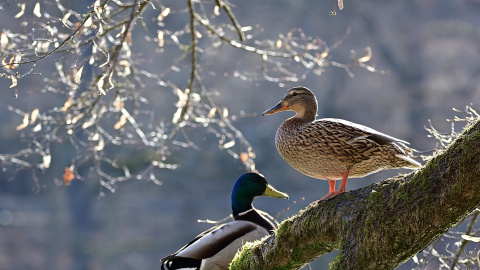 Птахи. Фото: pixabay