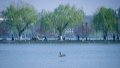 A wild duck flies over the West Lake in Hangzhou, east China's Zhejiang Province. Photo by Xinhua/Jiang Han.