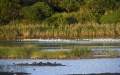 Birds are observed at a mangrove wetland in Futian, Shenzhen, south China's Guangdong Province.  Photo by Xinhua/Liang Xu.