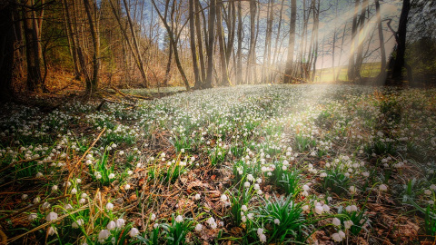 Весна. Фото: pixabay