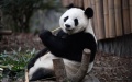 Giant panda Ai Li eats fresh bamboo at Chengdu Research Base of Giant Panda Breeding in Chengdu, southwest China's Sichuan Province. Photo by Xinhua/Xu Bingjie.