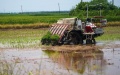 An unmanned rice transplanter transplanting rice seedlings in a paddy field in Nanchang County, east China's Jiangxi Province. Photo by Xinhua/Wan Xiang.