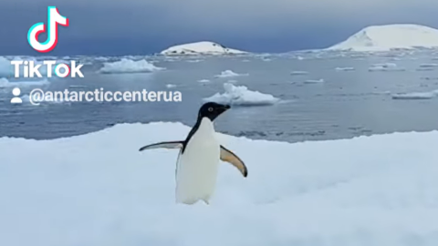 Скрін з відео.