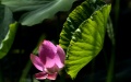A blooming lotus flower at Yuanmingyuan Park in Beijing, capital of China. Photo by Xinhua/Li Xin.