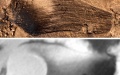 Fruits of Qingganninginfructus formosa and contained seeds Photo by Nanjing Institute of Geology and Palaeontology, Chinese Academy of Sciences/Xinhua.