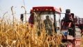 A farmer harvests corn in Naiman Banner of Tongliao City, north China's Inner Mongolia Autonomous Region. Photo by Xinhua/Lian Zhen.