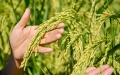 A staff member shows the "giant rice," a variety of hybrid rice, in Dongbaizhuang Village of Dongjituo Township, Ninghe District of north China's Tianjin. Photo by Xinhua/Sun Fanyue.