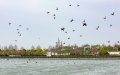 Birds at Wishing Star Park of Shanghai Disney Resort in Shanghai, east China. Photo by Xinhua.