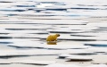 A polar bear on floe ice in the Chukchi Sea.  Photo by Xinhua/Zhang Jiansong.