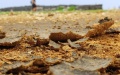 Alkaline-tolerance gene identified to improve crop yields on sodic land. Photo by Xinhua.