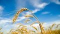 Agrarian Ministry improves forecast for grain harvest in 2024