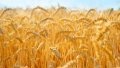 Ukrainian farmers already harvest over 15 million tons of grain and leguminous crops
