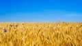 Farmers plan to sow 4.5-5 million hectares with winter wheat - Agrarian Policy Ministry