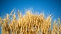 Ukrainian farmers already harvested almost 20 million tons of grain and leguminous crops