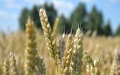 The harvest. Photo by Depositphotos