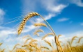 Ukrainian farmers harvested almost 25 million tons of grain and leguminous crops