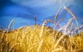 U.S. Department of Agriculture revises outlook for wheat harvest in Ukraine upwards 4% to 23.4 million tons in