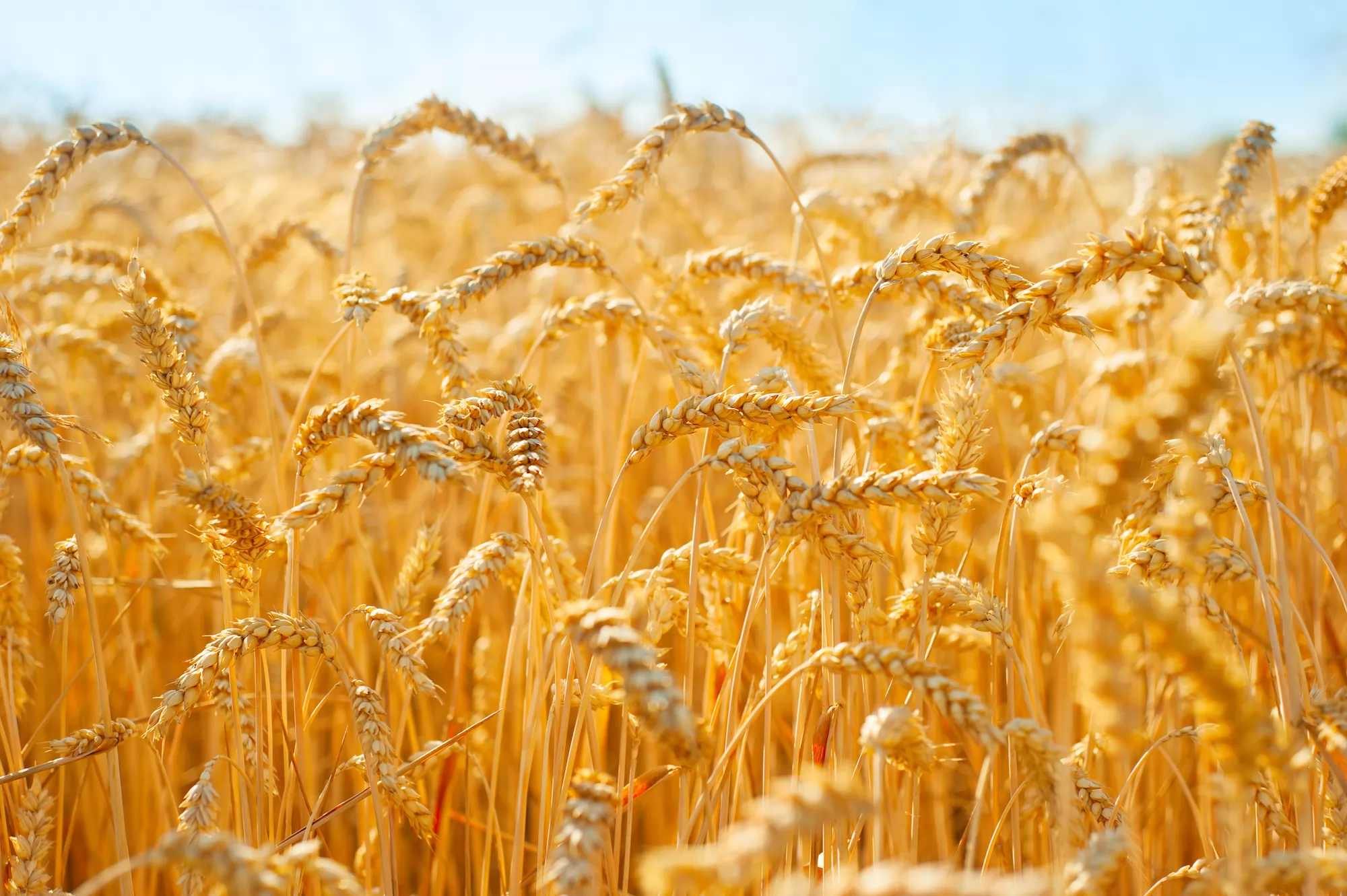 Україна знизила експорт зерна на 2,8% до 38,6 млн тонн з початку 2023/2024
