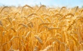 Due to record drought, yield of winter wheat and barley may decrease by 5-7% - Vysotskyi
