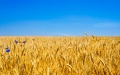 UGA predicts decrease in grain and oilseeds crop by 8% to 81.6 million tons in 2023