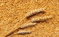 Ukrainian farmers harvest almost 30 million tons of grain crops