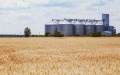 Ukrainian farmers harvested over 10 million tons of grain and leguminous crops