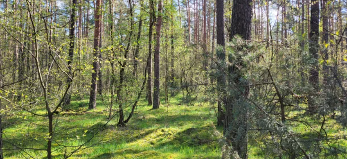 Місце, де знайшли ракету. Фото: RMF FM.