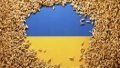 Ukraine increases grain exports by 51.5% to 8.9 million tons from beginning of 2024/2025