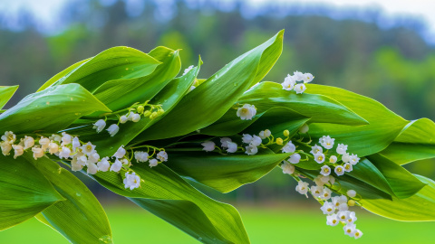 Весна. Фото: pixabay