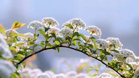 Весна. Фото: pixabay