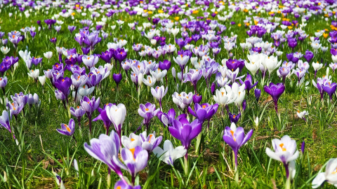 Літо. Фото: pixabay