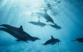 Russia doubles number of combat dolphins to protect naval base in Crimea