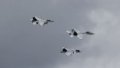 Everything going according to plan, but it can change. Kuleba says when F-16 will appear in sky of Ukraine