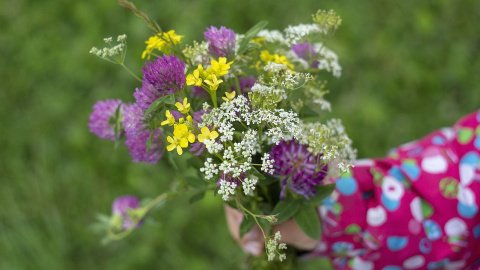 Літо. Фото: pixabay