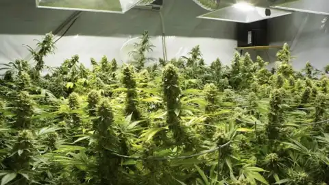 Выращивание марихуаны. Фото: growpro.ua