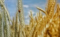 Ukraine ups grain exports by 59.5% to 10.6 million tons since beginning of 2024/2025