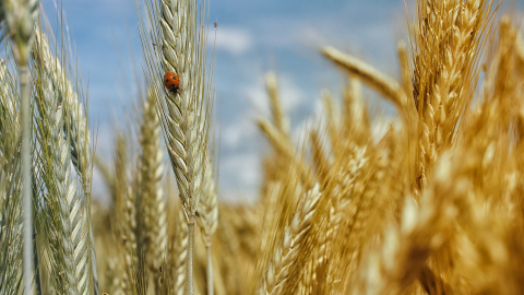 Зерно. Літо. Фото: pixabay