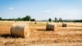 Ukrainian farmers harvested over 2.5 million grains and legumes of new harvest