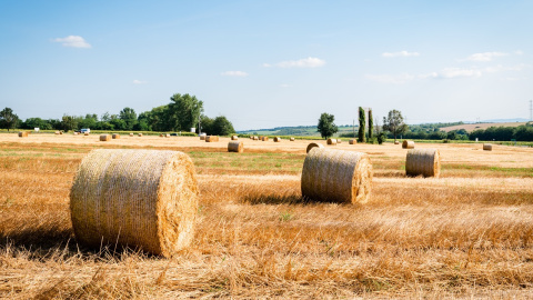 Жнива. Фото: pixabay