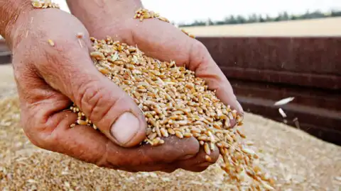 Украинское зерно. Фото: agronews.ua.