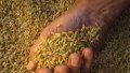 Chinese researchers discover key gene for rice yield increase. Photo by Xinhua.